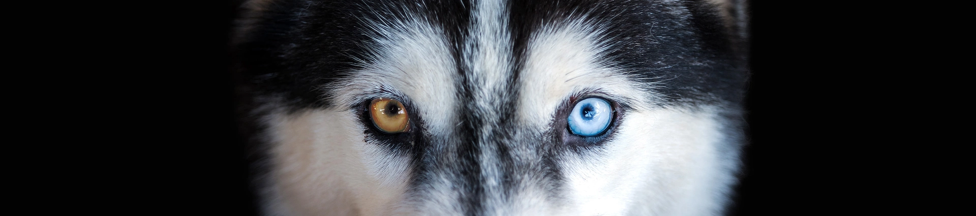 [Translate to Spanish:] Husky mit zwei unterschiedlich gefärbten Augen