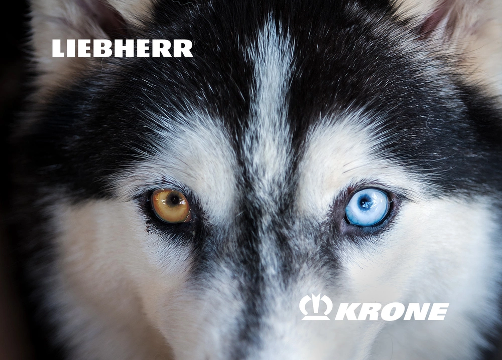 Husky mit zwei unterschiedlich gefärbten Augen