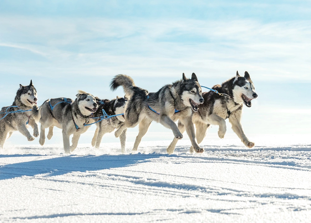 [Translate to English:] Schlittenhunde laufen von links nach rechts in einer Schneelandschaft
