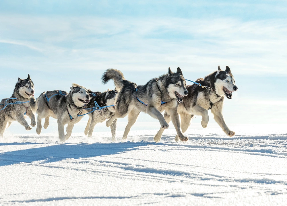 Huskies laufen und ziehen Schlitten Schlittenhunde laufen von links nach rechts in einer Schneelandschaft